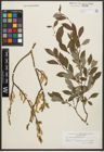 Foto von Salix starkeana Willd.